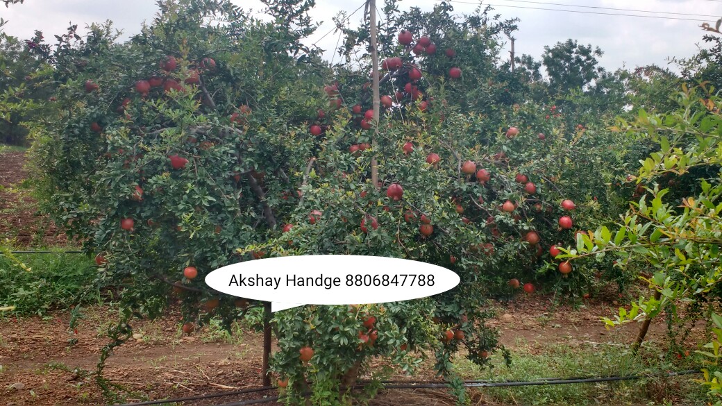 Apple iphone shop Nashik